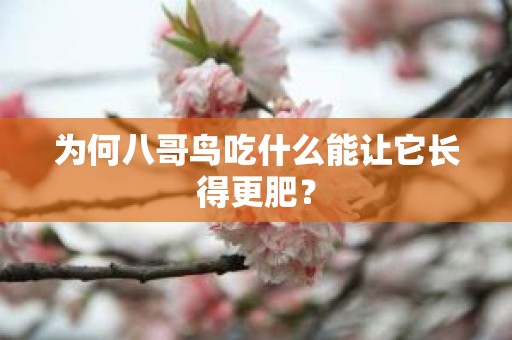 为何八哥鸟吃什么能让它长得更肥？