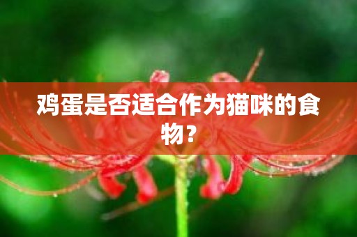 鸡蛋是否适合作为猫咪的食物？
