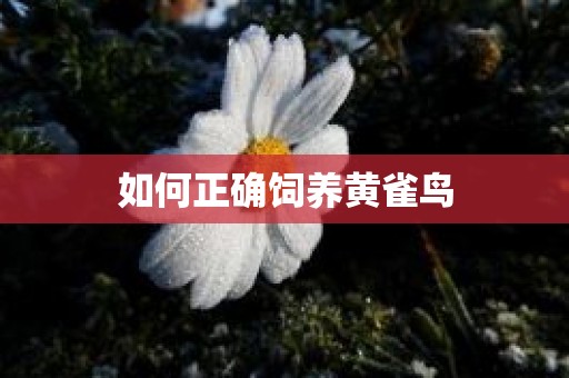 如何正确饲养黄雀鸟