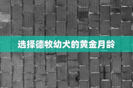 选择德牧幼犬的黄金月龄