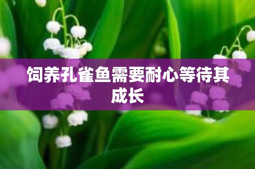 饲养孔雀鱼需要耐心等待其成长