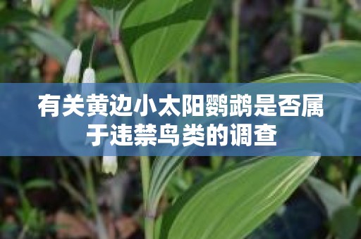 有关黄边小太阳鹦鹉是否属于违禁鸟类的调查