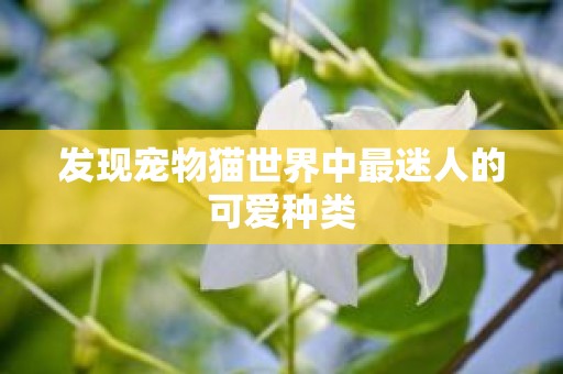 发现宠物猫世界中最迷人的可爱种类