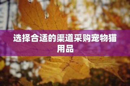 选择合适的渠道采购宠物猫用品