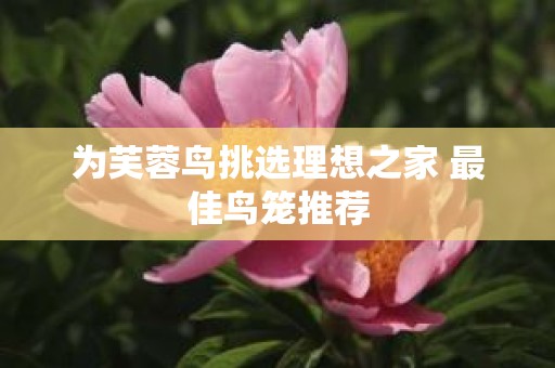 为芙蓉鸟挑选理想之家 最佳鸟笼推荐