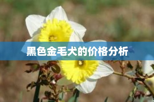 黑色金毛犬的价格分析