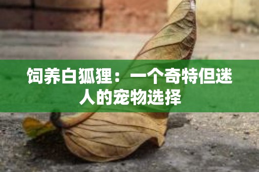 饲养白狐狸：一个奇特但迷人的宠物选择