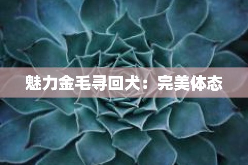 魅力金毛寻回犬：完美体态