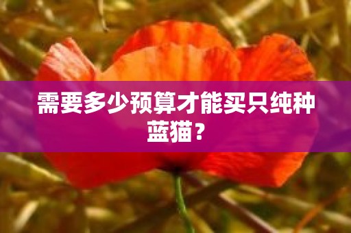 需要多少预算才能买只纯种蓝猫？