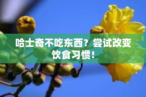 哈士奇不吃东西？尝试改变饮食习惯！