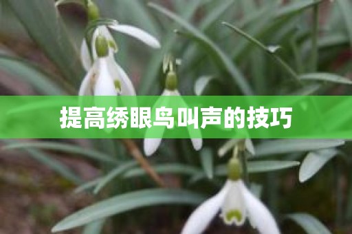 提高绣眼鸟叫声的技巧