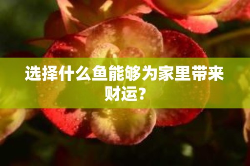 选择什么鱼能够为家里带来财运？