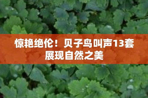 惊艳绝伦！贝子鸟叫声13套展现自然之美