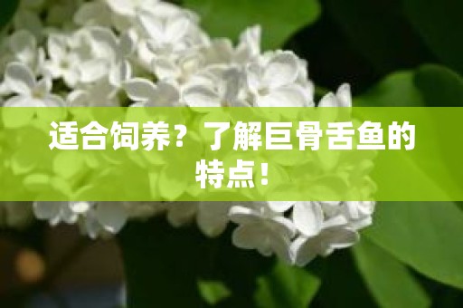 适合饲养？了解巨骨舌鱼的特点！