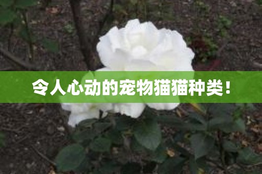 令人心动的宠物猫猫种类！