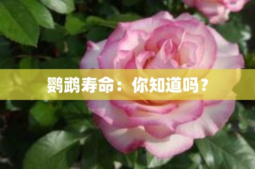 鹦鹉寿命：你知道吗？