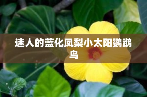 迷人的蓝化凤梨小太阳鹦鹉鸟