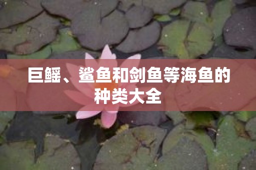 巨鳐、鲨鱼和剑鱼等海鱼的种类大全