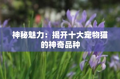 神秘魅力：揭开十大宠物猫的神奇品种