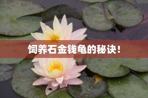 饲养石金钱龟的秘诀！