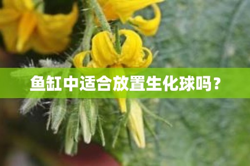 鱼缸中适合放置生化球吗？