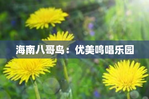 海南八哥鸟：优美鸣唱乐园