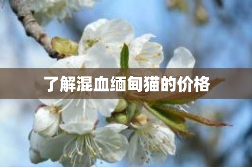 了解混血缅甸猫的价格