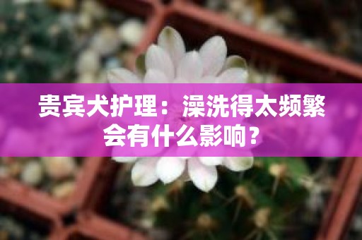 贵宾犬护理：澡洗得太频繁会有什么影响？