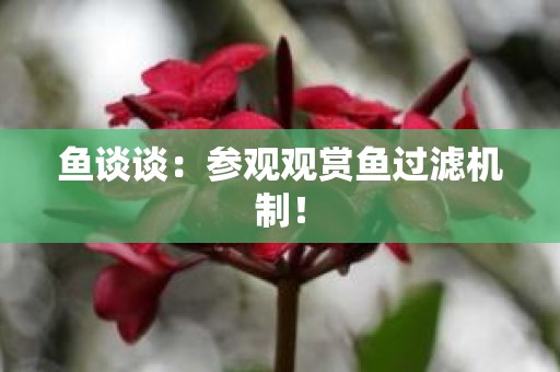 鱼谈谈：参观观赏鱼过滤机制！