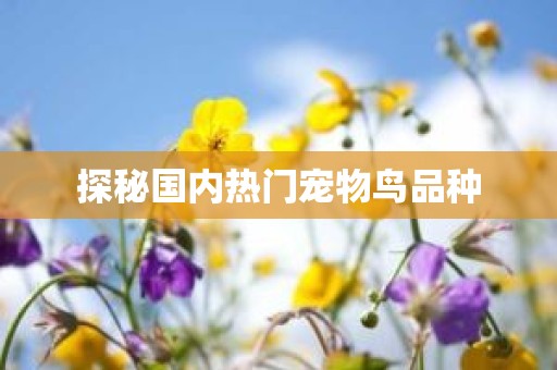 探秘国内热门宠物鸟品种