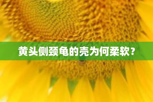 黄头侧颈龟的壳为何柔软？