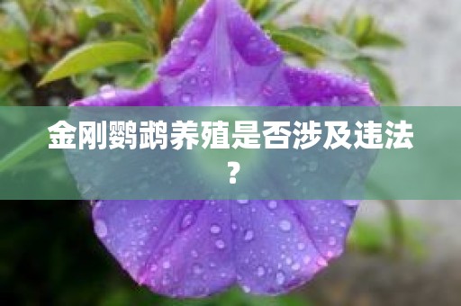 金刚鹦鹉养殖是否涉及违法？