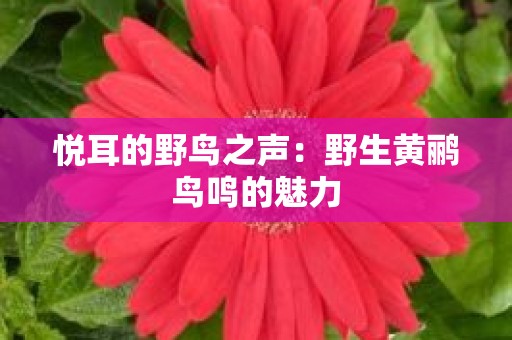悦耳的野鸟之声：野生黄鹂鸟鸣的魅力