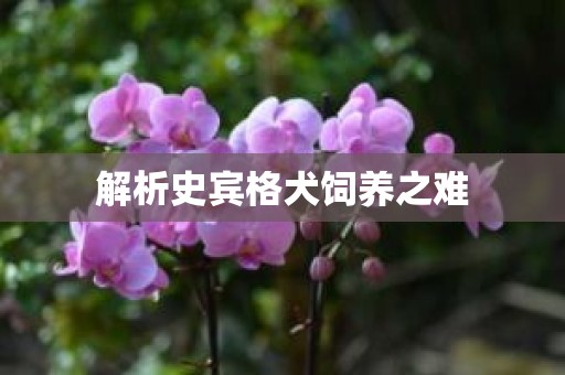 解析史宾格犬饲养之难