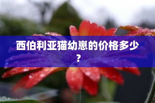 西伯利亚猫幼崽的价格多少？