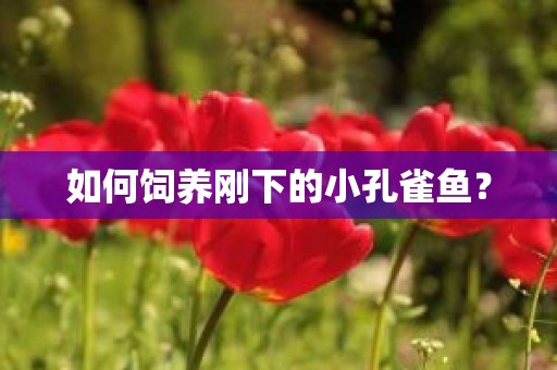 如何饲养刚下的小孔雀鱼？