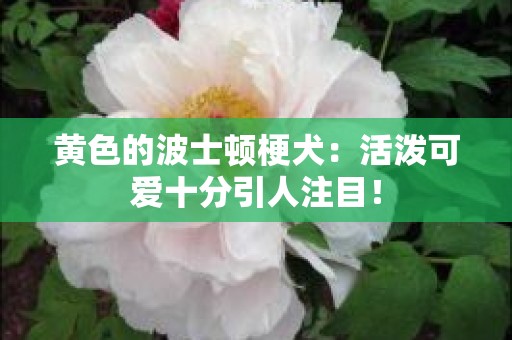 黄色的波士顿梗犬：活泼可爱十分引人注目！