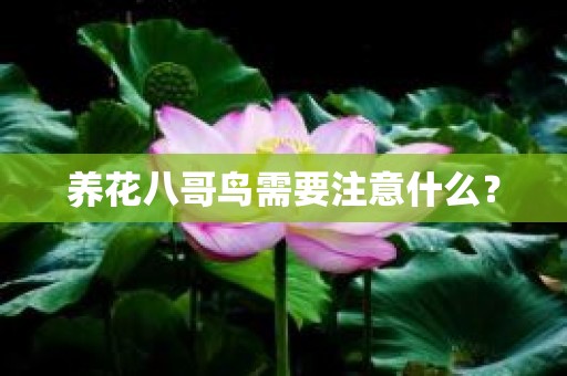 养花八哥鸟需要注意什么？