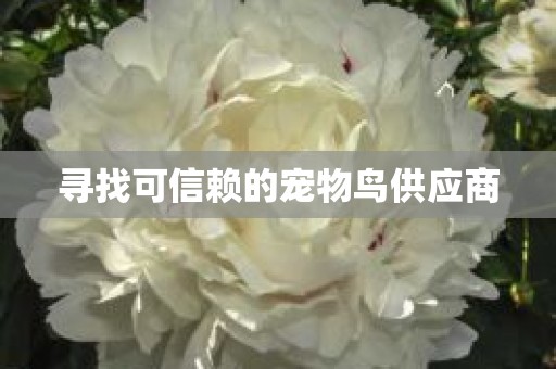 寻找可信赖的宠物鸟供应商