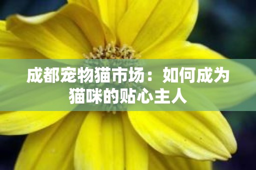 成都宠物猫市场：如何成为猫咪的贴心主人