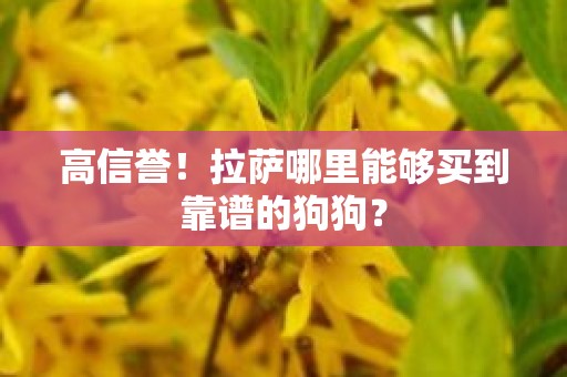 高信誉！拉萨哪里能够买到靠谱的狗狗？