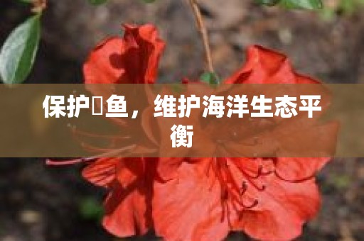 保护魟鱼，维护海洋生态平衡