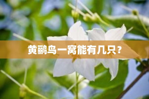 黄鹂鸟一窝能有几只？