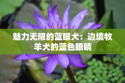 魅力无限的蓝眼犬：边境牧羊犬的蓝色眼睛