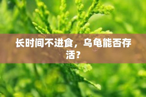 长时间不进食，乌龟能否存活？