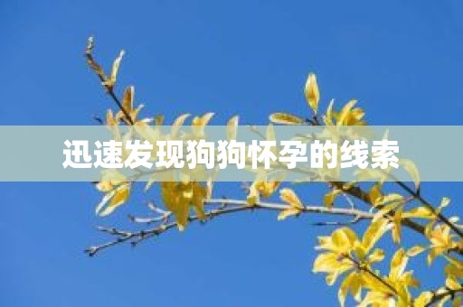 迅速发现狗狗怀孕的线索