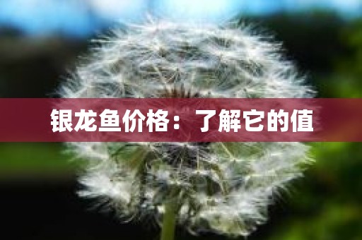 银龙鱼价格：了解它的值