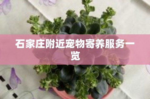 石家庄附近宠物寄养服务一览