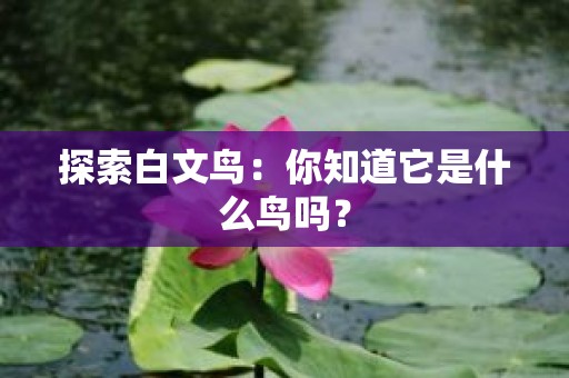 探索白文鸟：你知道它是什么鸟吗？
