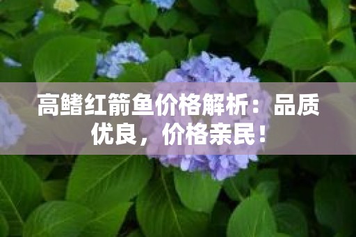 高鳍红箭鱼价格解析：品质优良，价格亲民！